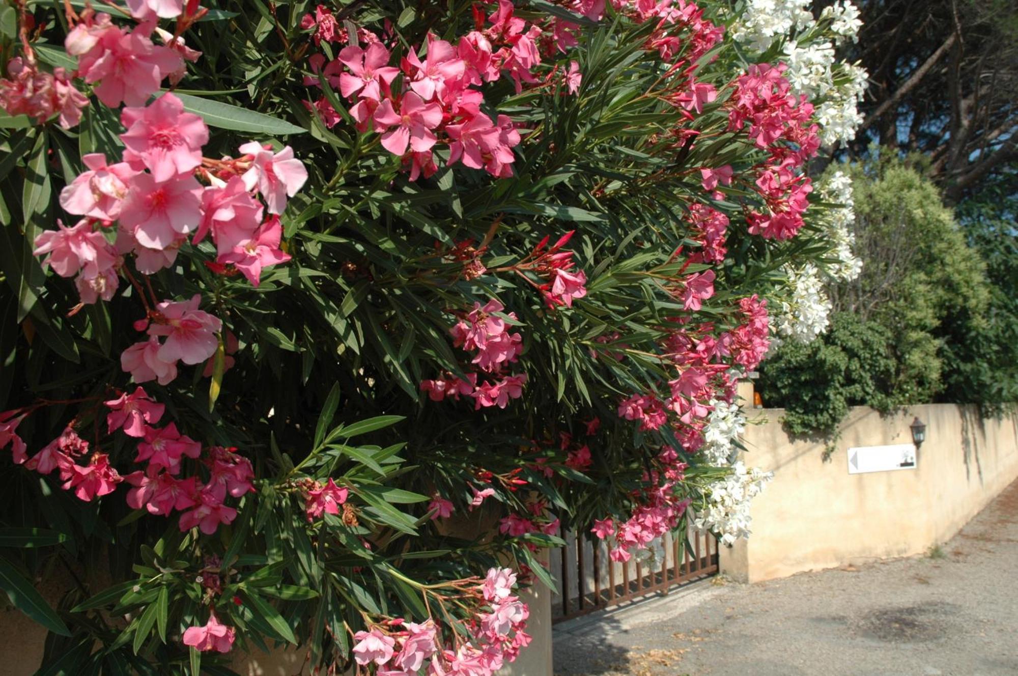 La Vigne Et L'Olivier Apartment วิลเนิฟ-เลส์-อาวิญง ภายนอก รูปภาพ